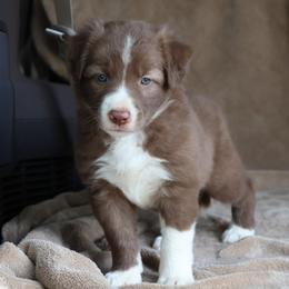 Purple Collar - Red female Border Collie puppy in Courtland, Alabama from C Bar C Ranch Border Collies