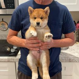 Peter - Red male Shiba Inu puppy in Milton, Florida from Moonlight Shibas