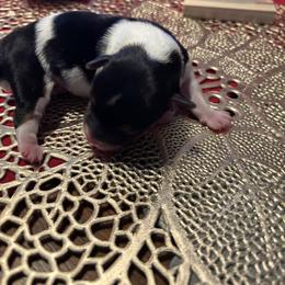 Dancer - Parti male Yorkshire Terrier puppy in Brandenburg, Kentucky from Lil Amazing Paws Yorkshire Terriers