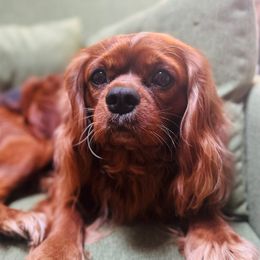 Boomer - Cavalier King Charles Spaniel