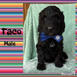 Taco - Tri-color male Bernedoodle puppy in Godwin, North Carolina from Farm Sweet Farm Doodles