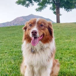 Sedona - Australian Shepherd