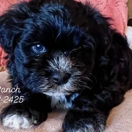 Aussiedoodles, Australian Shepherds, Bernedoodles, Sheepadoodles, and Shichons from V6 Ranch Dogs