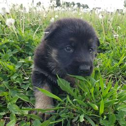 Cooper - Black and tan male German Shepherd puppy in Darlington, Wisconsin from Outlier Kennel