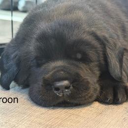 Labrador Retriever Puppies from Maynard’s Labs