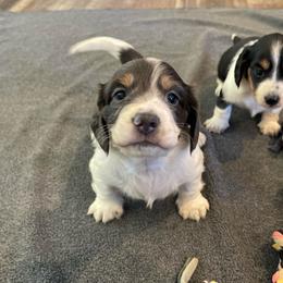 Asher-LH Blue Pied - Gray (blue) and tan male Dachshund puppy in Purdy, Missouri from Shotgun Pups