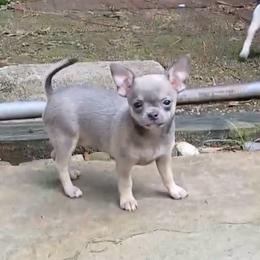 Blue Fawn Boy Price: 4,100 - Fawn male Chihuahua puppy in Summerfield, Florida from Uey’s Chihuahuas
