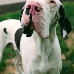 Zeus - White male Great Dane puppy in Lafayette, Indiana from Dayton Danes