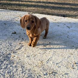 Opal - Red female Dachshund puppy in Crossville, Tennessee from Golden Critter Farm