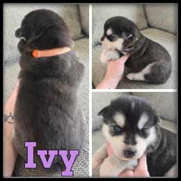 Ivy - Black and white female Siberian Husky puppy in Merrill, Michigan from Haase Family Kennels