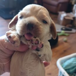 Sandy - Cocker Spaniel puppy from Wethys Cocker Spaniels
