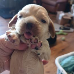 Sandy - Cocker Spaniel puppy from Wethys Cocker Spaniels