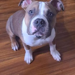 American Bully Puppies from Night Court Bullies