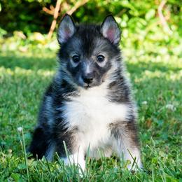Sprinkles - Agouti and white female Siberian Husky puppy in Knoxville, Tennessee from The Siberian Empire