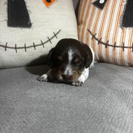 Boy 4-Donnie - Piebald male Dachshund puppy in Dorchester, Texas from Texas Mini Dachs
