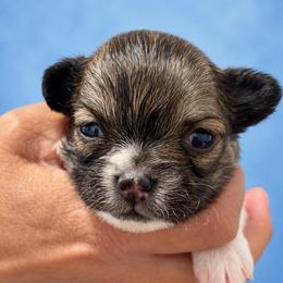 Cobbler - Chocolate and white male Chihuahua puppy in Walker, Louisiana from Pupcup’s Crown Collection