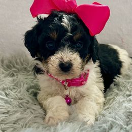 Cookies and Cream - Tri-color female Bernedoodle puppy in Lancaster, Missouri from Cavapoo Acres