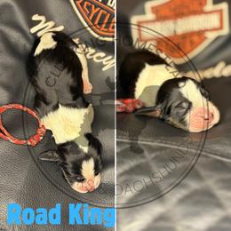 Road King - Black white and tan male English Springer Spaniel puppy in Fond Du Lac, Wisconsin from Clucking Homestead Springers & Dachshunds