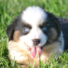 DiamondR Valor - Black tri male Miniature Australian Shepherd puppy in Gravette, Arkansas from DiamondR Mini Aussies @ DiamondR Farm & Kennel