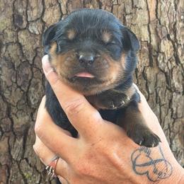 Pink paw print - Black and mahogany female Rottweiler puppy in Industry, Illinois from KDKs Kennels
