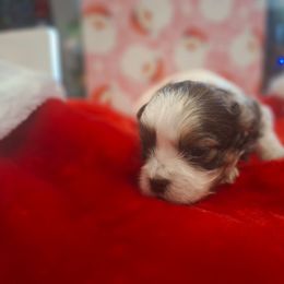 Girl 3 - Black and white female Shih Tzu puppy in Montrose, Colorado from Gnomies Furry Friends