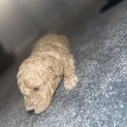 Goldendoodle and Weimaraner Puppies from Dandydoodle & Weimaraners