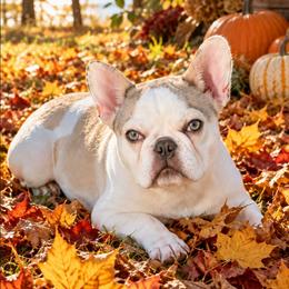 Peaches N Cream - French Bulldog
