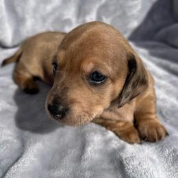 Charlotte - Dapple female Dachshund puppy in Ocala, Florida from Weenie Boops