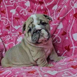 Valentine - Lilac tri-color female Bulldog puppy in Franklin Grove, Illinois from Illinois Bullies Kennel