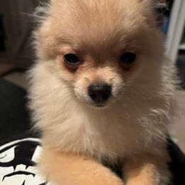 “Shrimp” (Akc) - Cream sable Pomeranian puppy in Helen, Georgia from DNA Poms