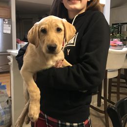 Labrador Retriever Puppies from Sycamore Kennels