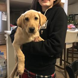 Labrador Retriever Puppies from Sycamore Kennels