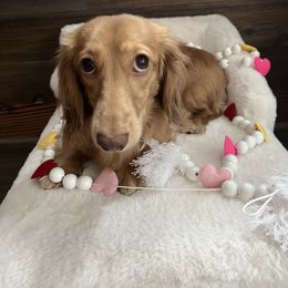 Poppy - Dachshund