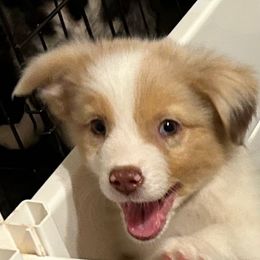 Boy 5 - Red merle Australian Shepherd puppy in Alamogordo, New Mexico from Two Nichols Aussies