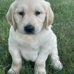 Purple collar - Light golden male Golden Retriever puppy in Mount Carmel, Tennessee from HS Goldens