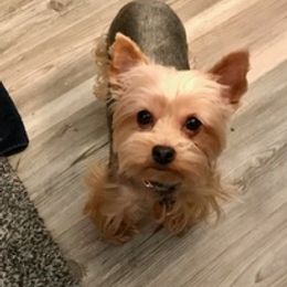 Miniature Schnauzers and Yorkshire Terriers from Candyland Yorkies and Miniature schnauzers