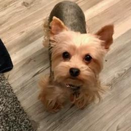 Miniature Schnauzers and Yorkshire Terriers from Candyland Yorkies and Miniature schnauzers