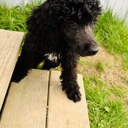 Aussiedoodle and Poodle Puppies from Sassy Poodle’s & Doodle’s