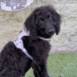 Luna - Black female Sheepadoodle puppy in Los Angeles, California from Exquisite Doodles