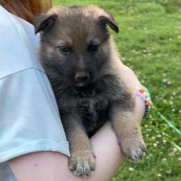 Boy 5 (Orange) - Sable male German Shepherd puppy in Greenwood, South Carolina from Malone’s Palmetto Puppies