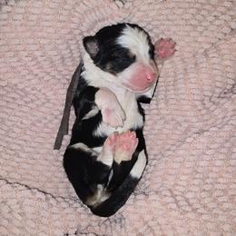 Charro - Tri-color male Bernedoodle puppy in Grove, Oklahoma from Grand Lake Poodles & Doodles