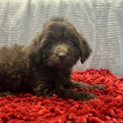 Puppy 2 - Brown female Whoodle puppy in Corinth, Maine from Whoodles of Maine