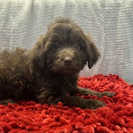 Puppy 2 - Brown female Whoodle puppy in Corinth, Maine from Whoodles of Maine