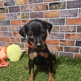 Ivy - Black and rust female Miniature Pinscher puppy in Baton Rouge, Louisiana from Pike's Pups