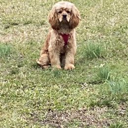 Archie - Cocker Spaniel