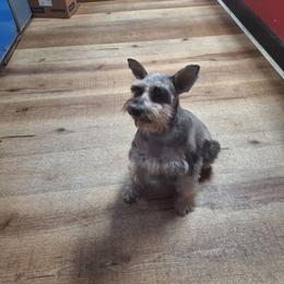 Abby - Miniature Schnauzer