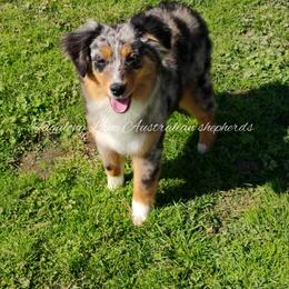 Miniature Australian Shepherd and Toy Australian Shepherd All Grown Up from Tagalong Lane Australian shepherds