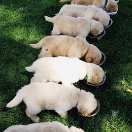 Golden Retrievers from 2 Rivers Goldens