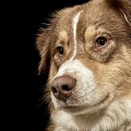 Lily - Australian Shepherd