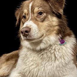 Lily - Australian Shepherd
